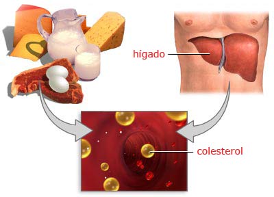 Colesterol