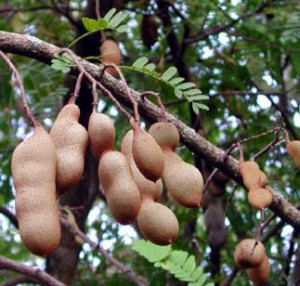 Tamarindo