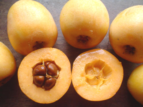 Nisperos