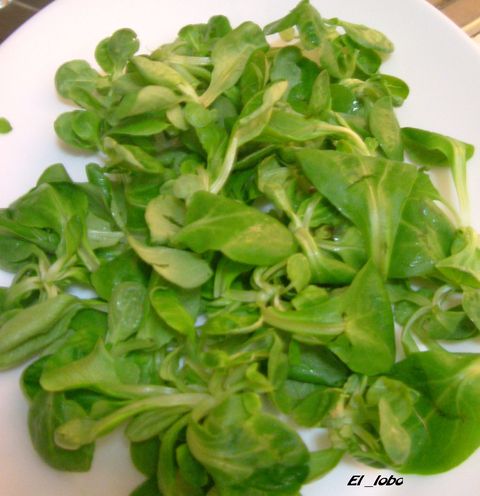 Canonigos