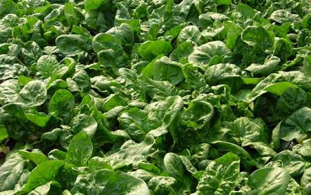 Espinacas 1