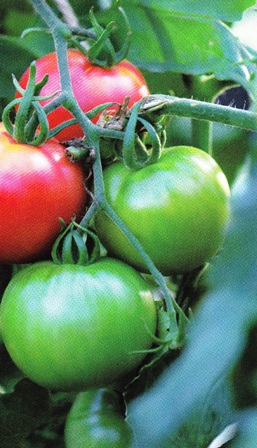 Tomate 1