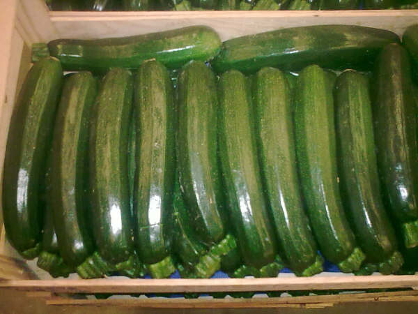 Calabacines