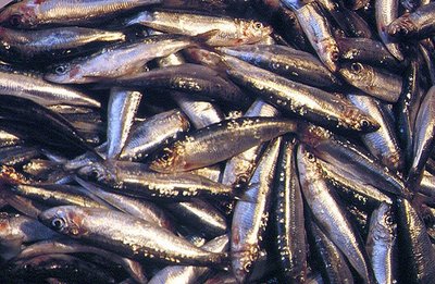 pescado azul-sardinas