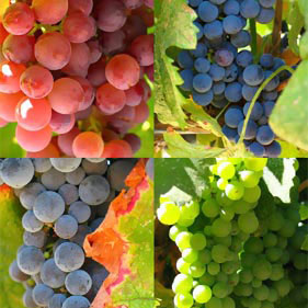 uvas