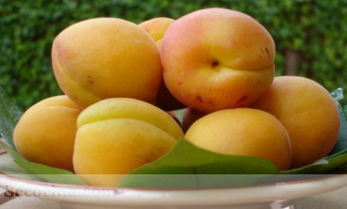 albaricoques