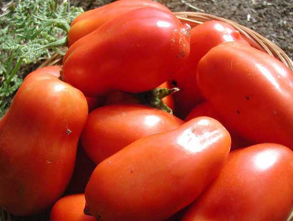tomates peritas