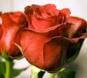 rosas