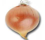 cebolla