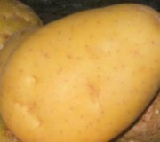 patata