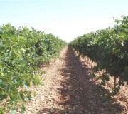 denominacion-origen-la-mancha