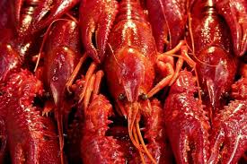 Concentrado de cangrejos de río